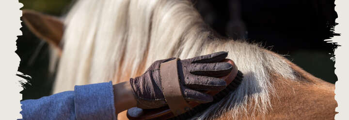 einstiegsbanner pferd pferdepflege haar derby